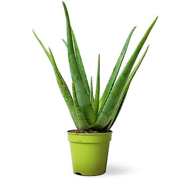 Aloe Vera, Medicina Aloe, Savila, Outdoor - www.Greenie.ae Buy online Best and Healthy Plants and quality products guarantee in Dubai Plants Shop in Dubai Abu Dhabi all over UAE Plants near me Fresh Plants in Dubai where to buy plants in UAE - Greenie.ae