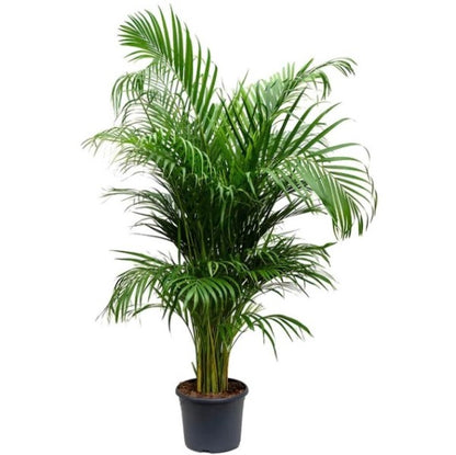 Areca Palm , Chrysalidocarpus lutescens (Outdoor)