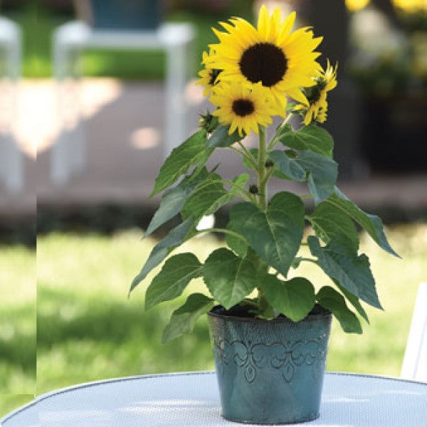 Ornamental Sunflower, Helianthus Annuus - www.Greenie.ae Buy online Best and Healthy Plants and quality products guarantee in Dubai Plants Shop in Dubai Abu Dhabi all over UAE Plants near me Fresh Plants in Dubai where to buy plants in UAE - Greenie.ae