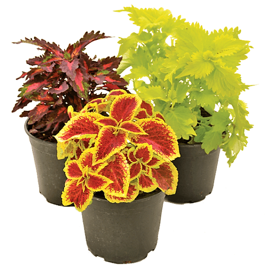 Coleus Mix per piece (small)