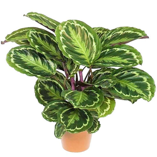 Calathea, Peacock Plant - www.Greenie.ae Buy online Best and Healthy Plants and quality products guarantee in Dubai Plants Shop in Dubai Abu Dhabi all over UAE Plants near me Fresh Plants in Dubai where to buy plants in UAE - Greenie.ae