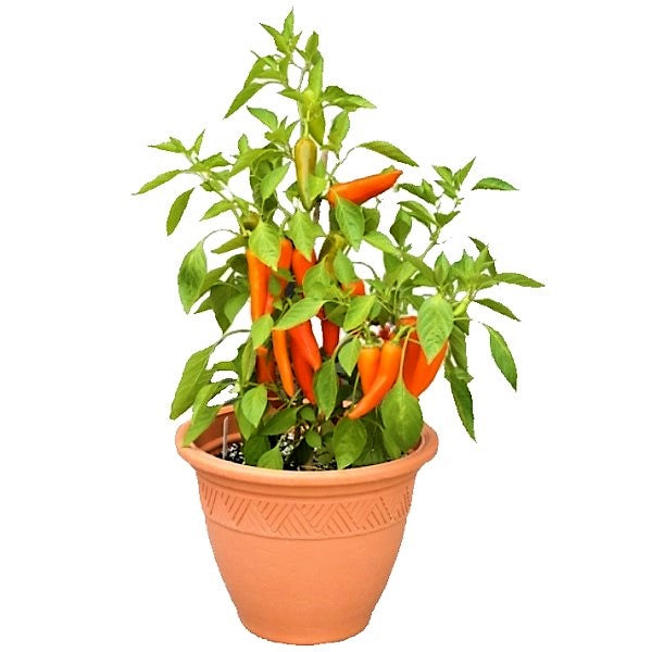 Hot Chili Plant - www.Greenie.ae Buy online Best and Healthy Plants and quality products guarantee in Dubai Plants Shop in Dubai Abu Dhabi all over UAE Plants near me Fresh Plants in Dubai where to buy plants in UAE - Greenie.ae