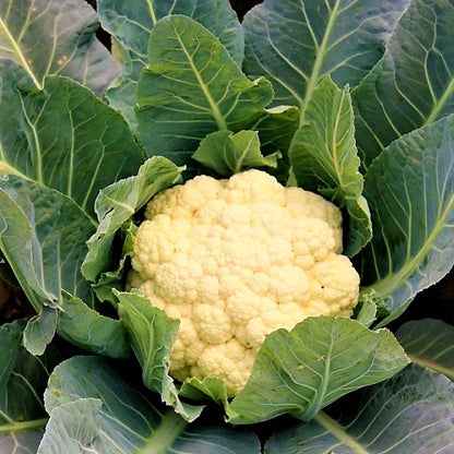 Cauliflower Vegetable Plant - www.Greenie.ae Buy online Best and Healthy Plants and quality products guarantee in Dubai Plants Shop in Dubai Abu Dhabi all over UAE Plants near me Fresh Plants in Dubai where to buy plants in UAE - Greenie.ae