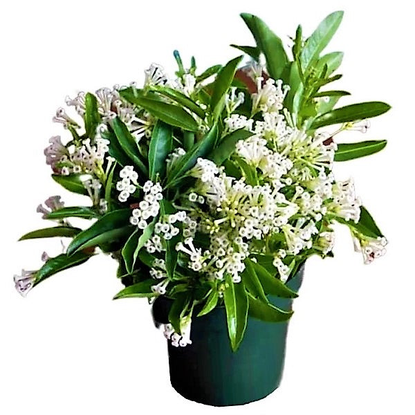 Cestrum Diurnum, Day King - www.Greenie.ae Buy online Best and Healthy Plants and quality products guarantee in Dubai Plants Shop in Dubai Abu Dhabi all over UAE Plants near me Fresh Plants in Dubai where to buy plants in UAE - Greenie.ae