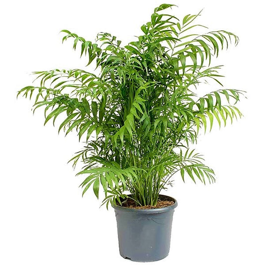 Parlour Palm, Bamboo Palm, Chamaedorea elegans - www.Greenie.ae Buy online Best and Healthy Plants and quality products guarantee in Dubai Plants Shop in Dubai Abu Dhabi all over UAE Plants near me Fresh Plants in Dubai where to buy plants in UAE - Greenie.ae