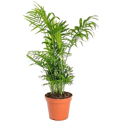 Parlour Palm, Bamboo Palm, Chamaedorea elegans - www.Greenie.ae Buy online Best and Healthy Plants and quality products guarantee in Dubai Plants Shop in Dubai Abu Dhabi all over UAE Plants near me Fresh Plants in Dubai where to buy plants in UAE - Greenie.ae