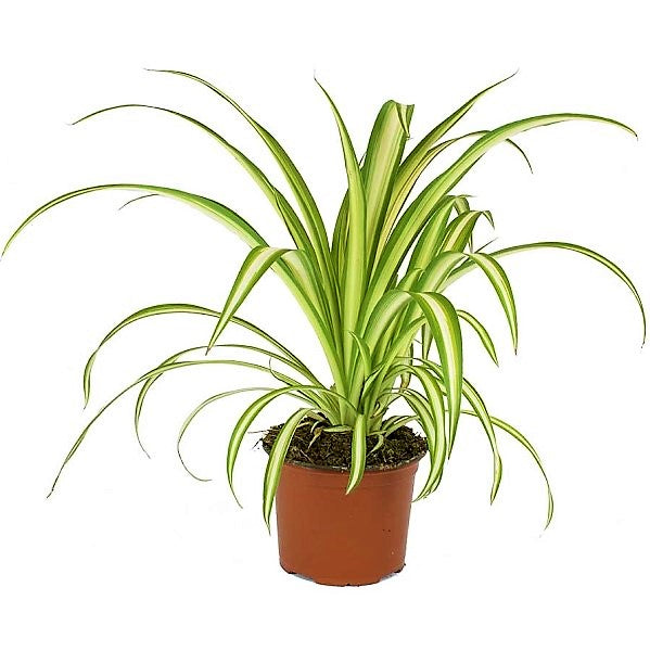 Variegated Spider Plant (Chlorophytum comosum ‘Variegatum’) - www.Greenie.ae Buy online Best and Healthy Plants and quality products guarantee in Dubai Plants Shop in Dubai Abu Dhabi all over UAE Plants near me Fresh Plants in Dubai where to buy plants in UAE - Greenie.ae