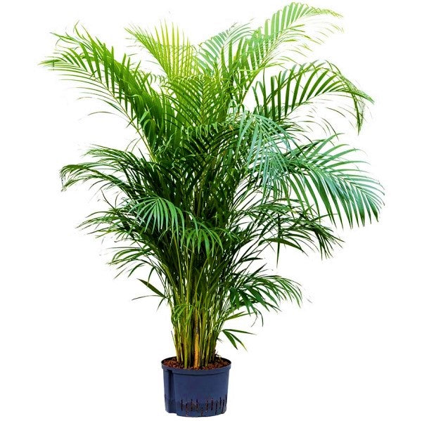 Areca Palm , Chrysalidocarpus lutescens (Indoor) - www.Greenie.ae Buy online Best and Healthy Plants and quality products guarantee in Dubai Plants Shop in Dubai Abu Dhabi all over UAE Plants near me Fresh Plants in Dubai where to buy plants in UAE - Greenie.ae