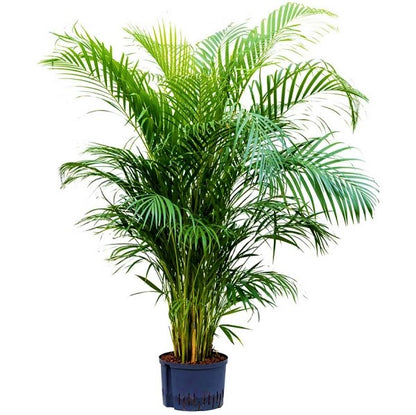 Areca Palm , Chrysalidocarpus lutescens (Indoor) - www.Greenie.ae Buy online Best and Healthy Plants and quality products guarantee in Dubai Plants Shop in Dubai Abu Dhabi all over UAE Plants near me Fresh Plants in Dubai where to buy plants in UAE - Greenie.ae