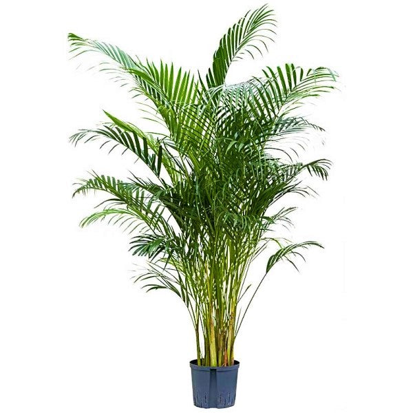 Areca Palm , Chrysalidocarpus lutescens (Indoor) - www.Greenie.ae Buy online Best and Healthy Plants and quality products guarantee in Dubai Plants Shop in Dubai Abu Dhabi all over UAE Plants near me Fresh Plants in Dubai where to buy plants in UAE - Greenie.ae