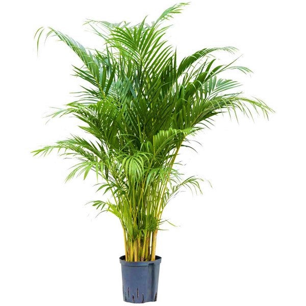 Areca Palm , Chrysalidocarpus lutescens (Indoor) - www.Greenie.ae Buy online Best and Healthy Plants and quality products guarantee in Dubai Plants Shop in Dubai Abu Dhabi all over UAE Plants near me Fresh Plants in Dubai where to buy plants in UAE - Greenie.ae