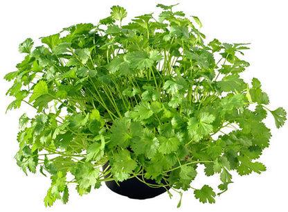 Coriander Plant, Chinese Parsley, Dhania - www.Greenie.ae Buy online Best and Healthy Plants and quality products guarantee in Dubai Plants Shop in Dubai Abu Dhabi all over UAE Plants near me Fresh Plants in Dubai where to buy plants in UAE - Greenie.ae