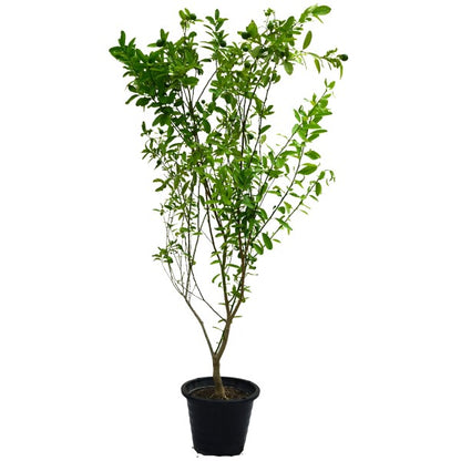 Lime, Binzaheer - www.Greenie.ae Buy online Best and Healthy Plants and quality products guarantee in Dubai Plants Shop in Dubai Abu Dhabi all over UAE Plants near me Fresh Plants in Dubai where to buy plants in UAE - Greenie.ae