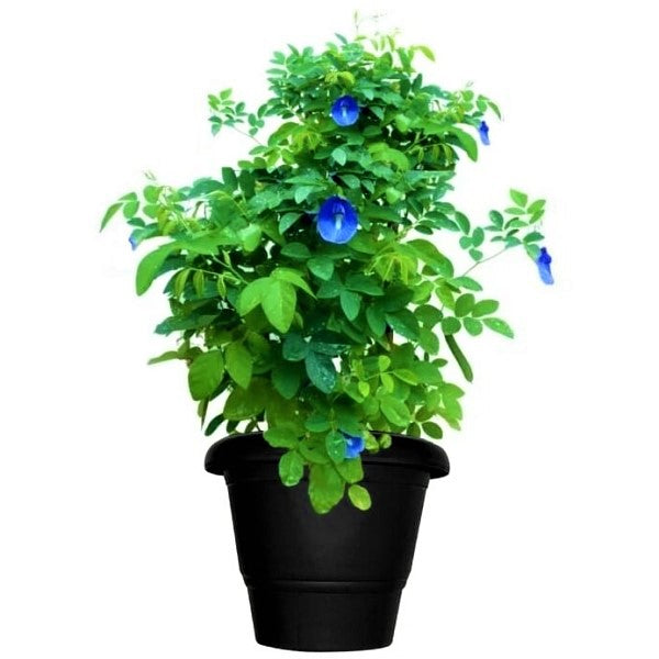 Clitoria ternatea, Butterfly Pea - www.Greenie.ae Buy online Best and Healthy Plants and quality products guarantee in Dubai Plants Shop in Dubai Abu Dhabi all over UAE Plants near me Fresh Plants in Dubai where to buy plants in UAE - Greenie.ae