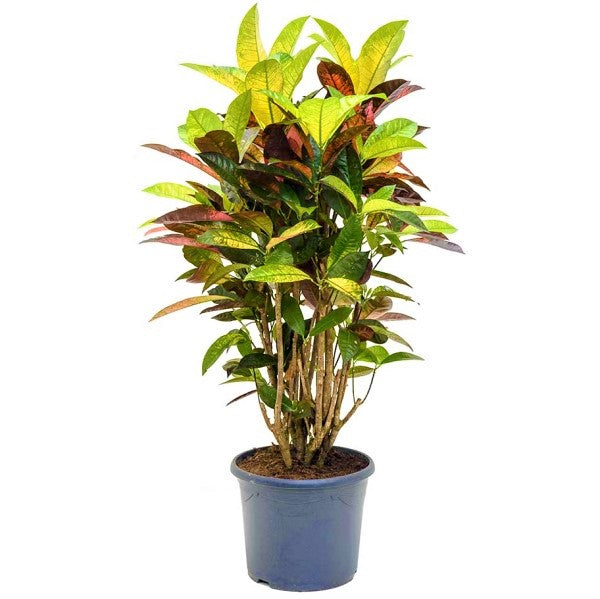 Codiaeum Iceton, Codiaeum Variegatum, Croton - www.Greenie.ae Buy online Best and Healthy Plants and quality products guarantee in Dubai Plants Shop in Dubai Abu Dhabi all over UAE Plants near me Fresh Plants in Dubai where to buy plants in UAE - Greenie.ae