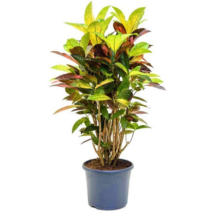 Codiaeum Iceton, Codiaeum Variegatum, Croton - www.Greenie.ae Buy online Best and Healthy Plants and quality products guarantee in Dubai Plants Shop in Dubai Abu Dhabi all over UAE Plants near me Fresh Plants in Dubai where to buy plants in UAE - Greenie.ae