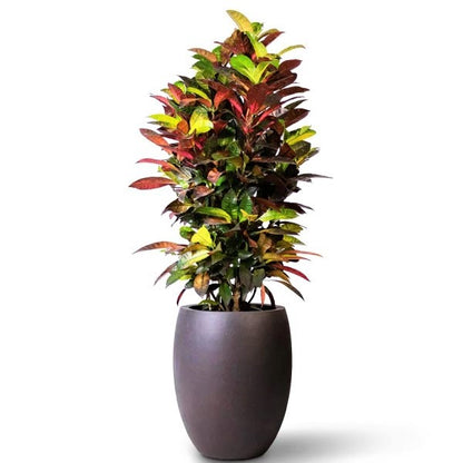 Codiaeum Iceton, Codiaeum Variegatum, Croton - www.Greenie.ae Buy online Best and Healthy Plants and quality products guarantee in Dubai Plants Shop in Dubai Abu Dhabi all over UAE Plants near me Fresh Plants in Dubai where to buy plants in UAE - Greenie.ae