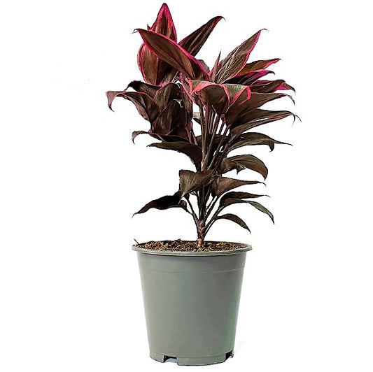 Cordyline Fruticosa Mambo, Hawaiian Ti Plant, Good luck plant - www.Greenie.ae Buy online Best and Healthy Plants and quality products guarantee in Dubai Plants Shop in Dubai Abu Dhabi all over UAE Plants near me Fresh Plants in Dubai where to buy plants in UAE - Greenie.ae