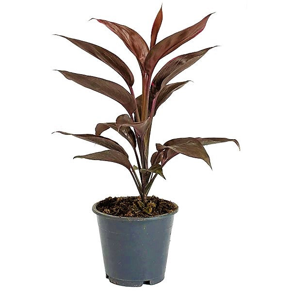 Cordyline Fruticosa Mambo, Hawaiian Ti Plant, Good luck plant - www.Greenie.ae Buy online Best and Healthy Plants and quality products guarantee in Dubai Plants Shop in Dubai Abu Dhabi all over UAE Plants near me Fresh Plants in Dubai where to buy plants in UAE - Greenie.ae