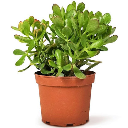 Money Tree, Crassula ovata, Dollar Plant, Jade Plant, Jade Tree - www.Greenie.ae Buy online Best and Healthy Plants and quality products guarantee in Dubai Plants Shop in Dubai Abu Dhabi all over UAE Plants near me Fresh Plants in Dubai where to buy plants in UAE - Greenie.ae