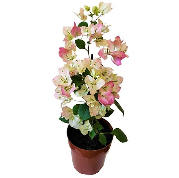 Bougainvillea Cocoice, Coconut Ice - www.Greenie.ae Buy online Best and Healthy Plants and quality products guarantee in Dubai Plants Shop in Dubai Abu Dhabi all over UAE Plants near me Fresh Plants in Dubai where to buy plants in UAE - Greenie.ae