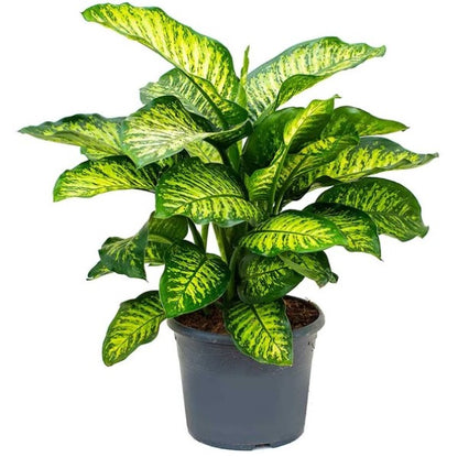 Dieffenbachia Seguine, Maroba, Mars