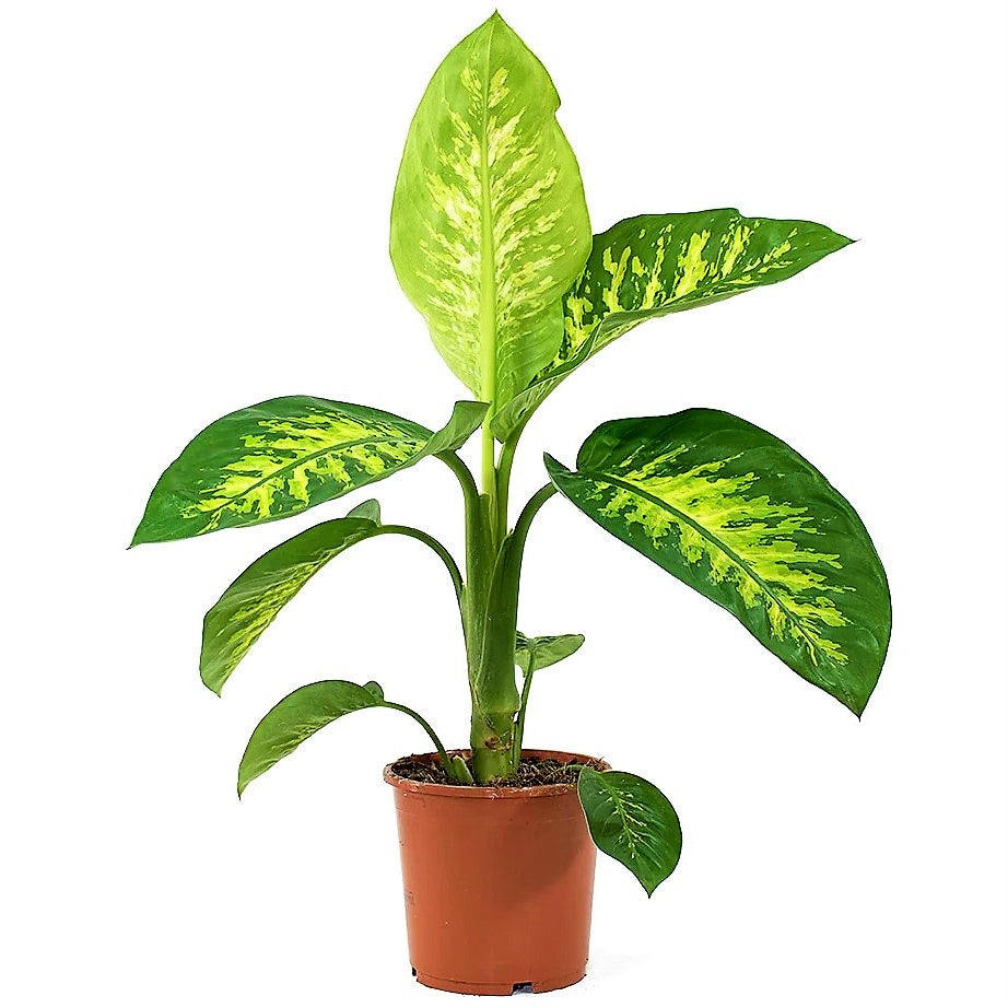 Dieffenbachia Seguine, Tropic Snow - www.Greenie.ae Buy online Best and Healthy Plants and quality products guarantee in Dubai Plants Shop in Dubai Abu Dhabi all over UAE Plants near me Fresh Plants in Dubai where to buy plants in UAE - Greenie.ae