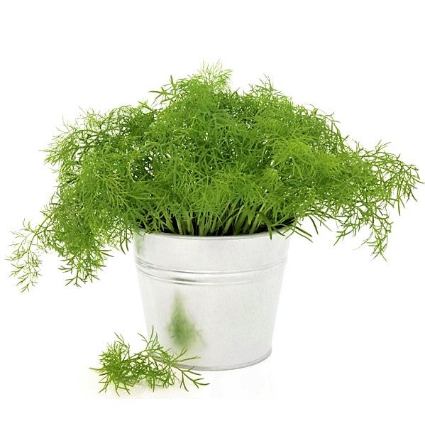 Dill Plant, Anethum Graveolens - www.Greenie.ae Buy online Best and Healthy Plants and quality products guarantee in Dubai Plants Shop in Dubai Abu Dhabi all over UAE Plants near me Fresh Plants in Dubai where to buy plants in UAE - Greenie.ae