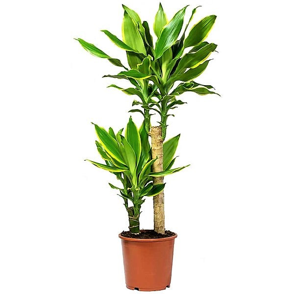 Dracaena Fragrans, Golden Coast - www.Greenie.ae Buy online Best and Healthy Plants and quality products guarantee in Dubai Plants Shop in Dubai Abu Dhabi all over UAE Plants near me Fresh Plants in Dubai where to buy plants in UAE - Greenie.ae