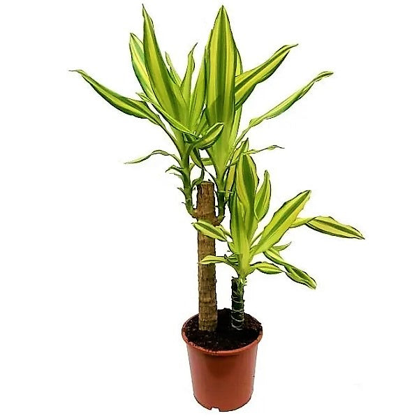 Dracaena Fragrans, Yellow Coast - www.Greenie.ae Buy online Best and Healthy Plants and quality products guarantee in Dubai Plants Shop in Dubai Abu Dhabi all over UAE Plants near me Fresh Plants in Dubai where to buy plants in UAE - Greenie.ae