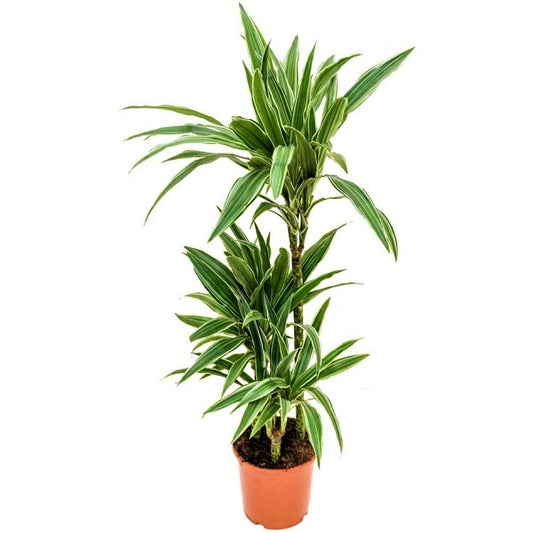 Dracaena deremensis Warneckei - www.Greenie.ae Buy online Best and Healthy Plants and quality products guarantee in Dubai Plants Shop in Dubai Abu Dhabi all over UAE Plants near me Fresh Plants in Dubai where to buy plants in UAE - Greenie.ae