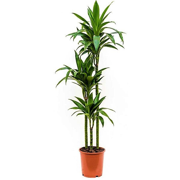 Dracaena fragrans, Janet Craig - www.Greenie.ae Buy online Best and Healthy Plants and quality products guarantee in Dubai Plants Shop in Dubai Abu Dhabi all over UAE Plants near me Fresh Plants in Dubai where to buy plants in UAE - Greenie.ae