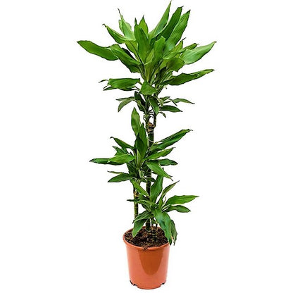 Dracaena fragrans, Janet Craig - www.Greenie.ae Buy online Best and Healthy Plants and quality products guarantee in Dubai Plants Shop in Dubai Abu Dhabi all over UAE Plants near me Fresh Plants in Dubai where to buy plants in UAE - Greenie.ae