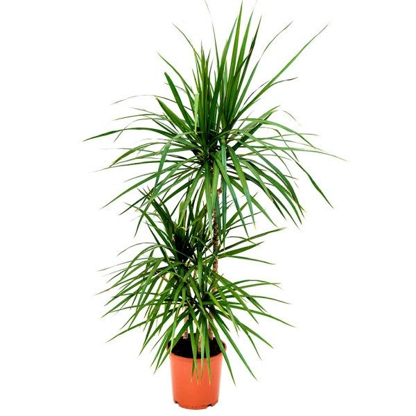 Dracaena Marginata - www.Greenie.ae Buy online Best and Healthy Plants and quality products guarantee in Dubai Plants Shop in Dubai Abu Dhabi all over UAE Plants near me Fresh Plants in Dubai where to buy plants in UAE - Greenie.ae