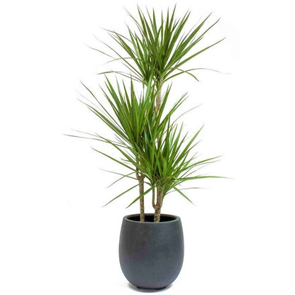 Dracaena Marginata - www.Greenie.ae Buy online Best and Healthy Plants and quality products guarantee in Dubai Plants Shop in Dubai Abu Dhabi all over UAE Plants near me Fresh Plants in Dubai where to buy plants in UAE - Greenie.ae