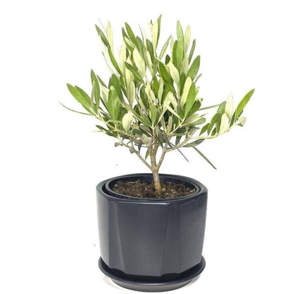 Olive Dwarf Indoor - Olive Bonsai