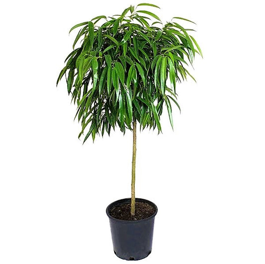 Ficus alii Amstel Queen, Long Leaf Ficus - www.Greenie.ae Buy online Best and Healthy Plants and quality products guarantee in Dubai Plants Shop in Dubai Abu Dhabi all over UAE Plants near me Fresh Plants in Dubai where to buy plants in UAE - Greenie.ae