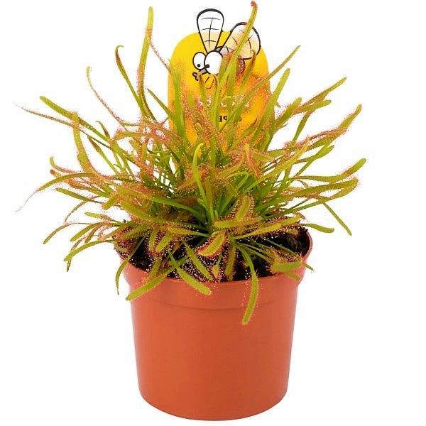 Drosera capensis or Cape Sundew - www.Greenie.ae Buy online Best and Healthy Plants and quality products guarantee in Dubai Plants Shop in Dubai Abu Dhabi all over UAE Plants near me Fresh Plants in Dubai where to buy plants in UAE - Greenie.ae