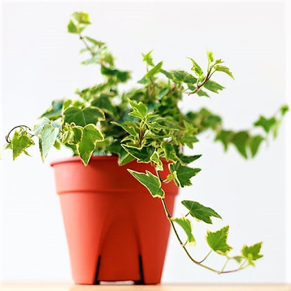 Hedera variegata, Variegated English Ivy - www.Greenie.ae Buy online Best and Healthy Plants and quality products guarantee in Dubai Plants Shop in Dubai Abu Dhabi all over UAE Plants near me Fresh Plants in Dubai where to buy plants in UAE - Greenie.ae