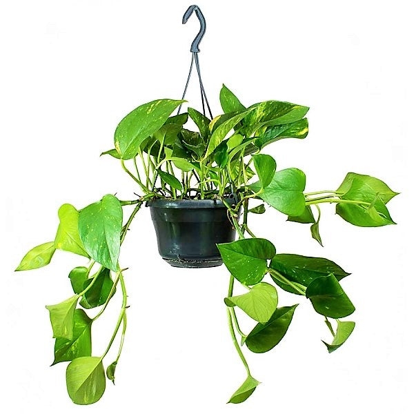 Money Plant, Epipremnum Aureum, Hanging - www.Greenie.ae Buy online Best and Healthy Plants and quality products guarantee in Dubai Plants Shop in Dubai Abu Dhabi all over UAE Plants near me Fresh Plants in Dubai where to buy plants in UAE - Greenie.ae