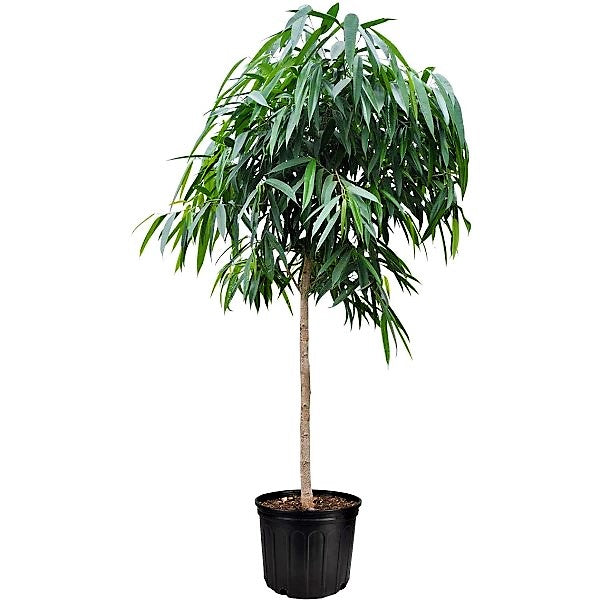 Ficus alii Amstel Queen, Long Leaf Ficus - www.Greenie.ae Buy online Best and Healthy Plants and quality products guarantee in Dubai Plants Shop in Dubai Abu Dhabi all over UAE Plants near me Fresh Plants in Dubai where to buy plants in UAE - Greenie.ae