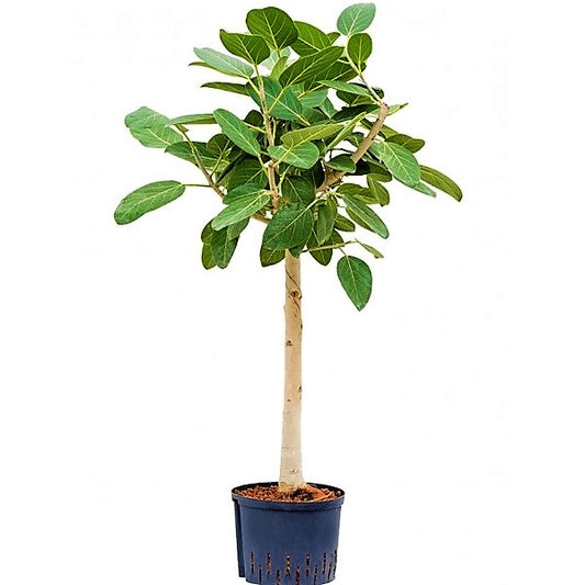 Ficus Benghalensis, Banyan Fig - www.Greenie.ae Buy online Best and Healthy Plants and quality products guarantee in Dubai Plants Shop in Dubai Abu Dhabi all over UAE Plants near me Fresh Plants in Dubai where to buy plants in UAE - Greenie.ae