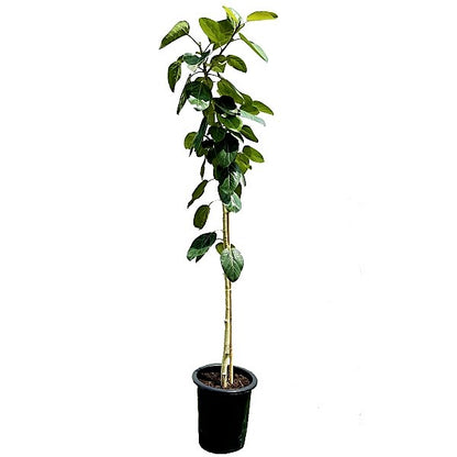 Ficus Benghalensis, Banyan Fig - www.Greenie.ae Buy online Best and Healthy Plants and quality products guarantee in Dubai Plants Shop in Dubai Abu Dhabi all over UAE Plants near me Fresh Plants in Dubai where to buy plants in UAE - Greenie.ae