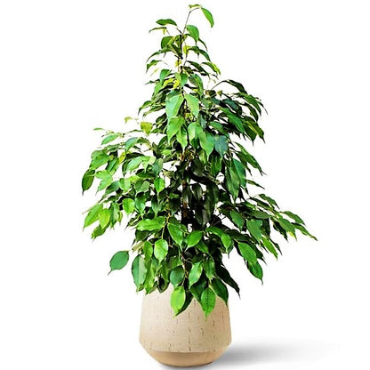 Ficus Benjamin Danielle, Weeping Fig - www.Greenie.ae Buy online Best and Healthy Plants and quality products guarantee in Dubai Plants Shop in Dubai Abu Dhabi all over UAE Plants near me Fresh Plants in Dubai where to buy plants in UAE - Greenie.ae