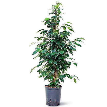 Ficus Benjamin Danielle, Weeping Fig - www.Greenie.ae Buy online Best and Healthy Plants and quality products guarantee in Dubai Plants Shop in Dubai Abu Dhabi all over UAE Plants near me Fresh Plants in Dubai where to buy plants in UAE - Greenie.ae