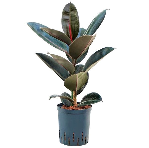 Ficus elastic Abidjan, Rubber Plant - www.Greenie.ae Buy online Best and Healthy Plants and quality products guarantee in Dubai Plants Shop in Dubai Abu Dhabi all over UAE Plants near me Fresh Plants in Dubai where to buy plants in UAE - Greenie.ae