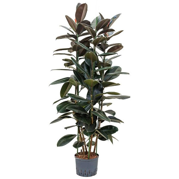 Ficus elastic Abidjan, Rubber Plant - www.Greenie.ae Buy online Best and Healthy Plants and quality products guarantee in Dubai Plants Shop in Dubai Abu Dhabi all over UAE Plants near me Fresh Plants in Dubai where to buy plants in UAE - Greenie.ae