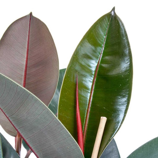 Ficus elastic Abidjan, Rubber Plant - www.Greenie.ae Buy online Best and Healthy Plants and quality products guarantee in Dubai Plants Shop in Dubai Abu Dhabi all over UAE Plants near me Fresh Plants in Dubai where to buy plants in UAE - Greenie.ae