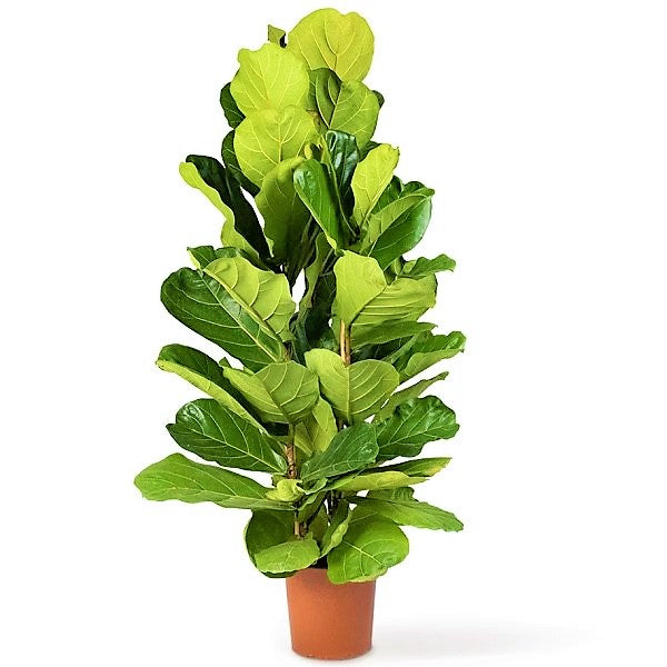 Ficus Lyrata, Fiddle Leaf Fig - www.Greenie.ae Buy online Best and Healthy Plants and quality products guarantee in Dubai Plants Shop in Dubai Abu Dhabi all over UAE Plants near me Fresh Plants in Dubai where to buy plants in UAE - Greenie.ae