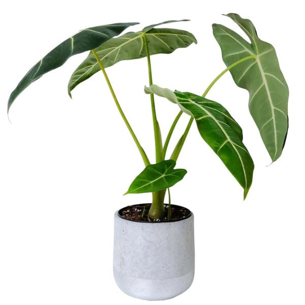 Alocasia Frydek, Green Velvet Alocasia - www.Greenie.ae Buy online Best and Healthy Plants and quality products guarantee in Dubai Plants Shop in Dubai Abu Dhabi all over UAE Plants near me Fresh Plants in Dubai where to buy plants in UAE - Greenie.ae